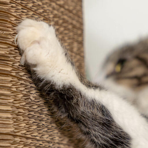 Katze kratzt einen modernen kratzbaum aus pappe