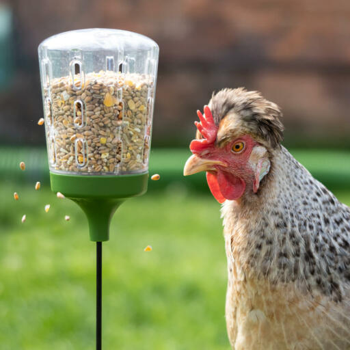Huhn pickt spielzeug