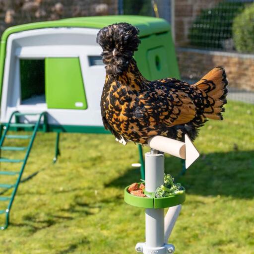 Ein Huhn sitzt auf dem freistehenden universellen Hühnerstangensystem