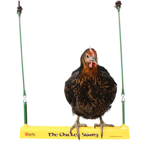 Hühner werden die hühnerschaukel sehr unterhaltsam finden