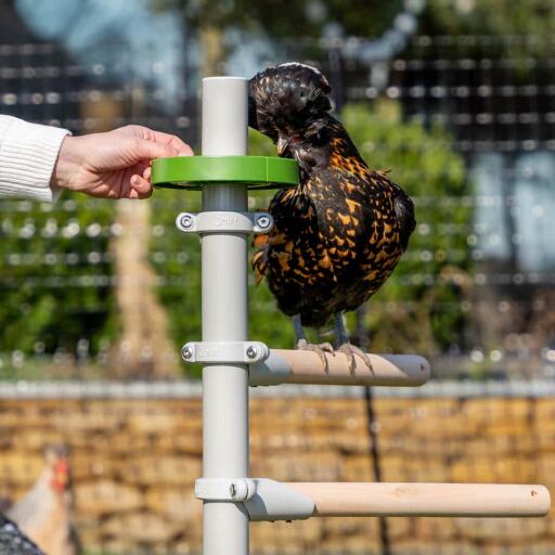 Ein Huhn frisst aus der Leckerlischale für das Sitzstangensystem, die mit Leckerbissen gefüllt ist