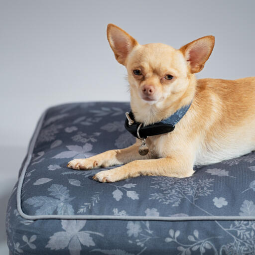Chihuahua in einem designer-kissen hundebett wald herbst grau entworfen von Omlet