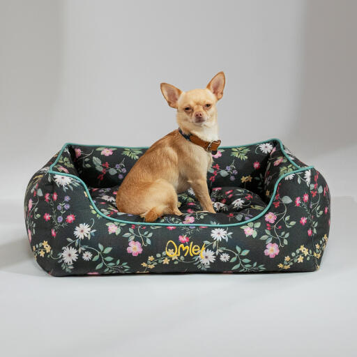 Chihuahua sitzt in einem Omlet nest bett in der mitternachtswiese muster