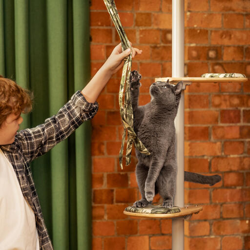Kleiner junge spielt mit einer katze auf einem indoor-kratzbaum Freestyle 