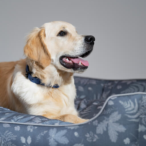 Nahaufnahme eines Golden retriever in einem Omlet nestbett im wald herbstmuster