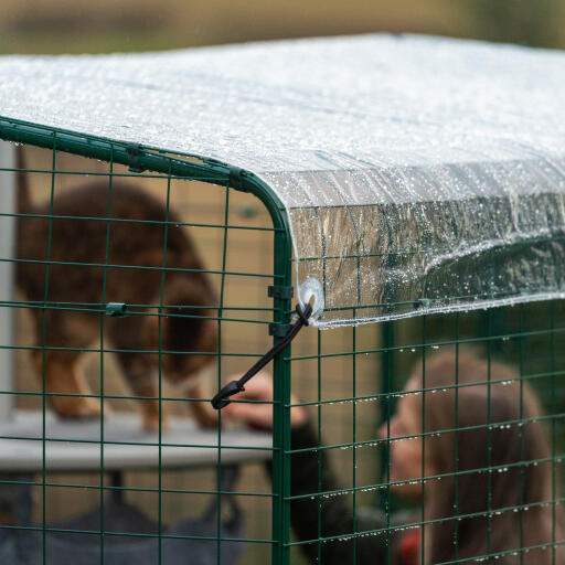 Besitzerin im zusammenspiel mit ihrer katze in einem auslauf mit klarer abdeckung