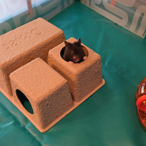 Hamsterverstecke sind ein tolles zubehör für ihren hamsterkäfig oder laufstall