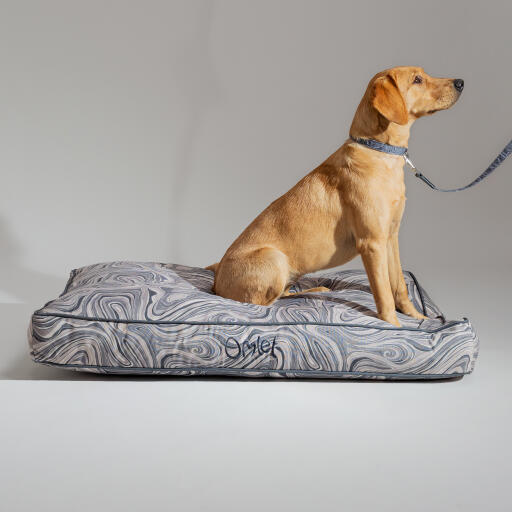 Hund in einem designer-kissen-hundebett mit passendem halsband und leine in konturgrauem design