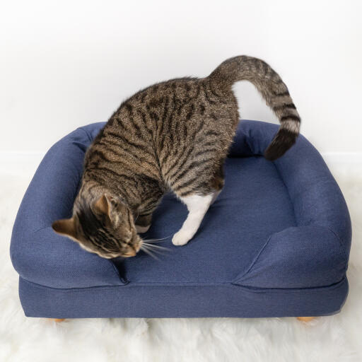 Süße Katze macht es sich auf dem mitternachtsblauen Memory Foam Katzensofa gemütlich