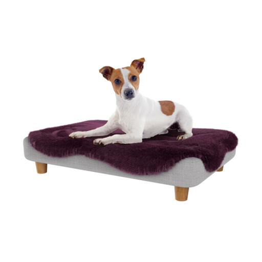 Hund im Omlet Topology hundebett mit weichem lila schafsfell und runden holzfüßen