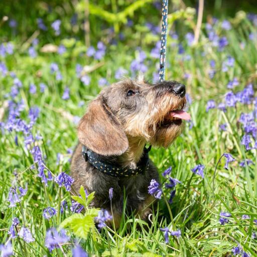 Hund auf einer bank mit halsband und leine im leopardenmuster