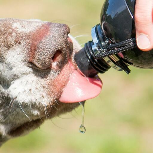 Nahaufnahme eines hundes, der wasser aus einer wasserflasche leckt