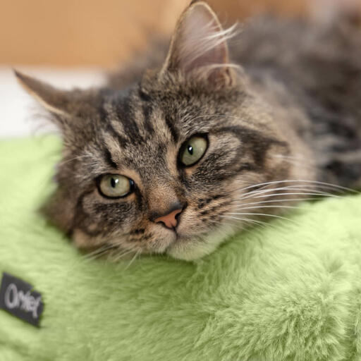 Eine Katze ruht sich auf dem luxuriösen, superweichen Bett aus