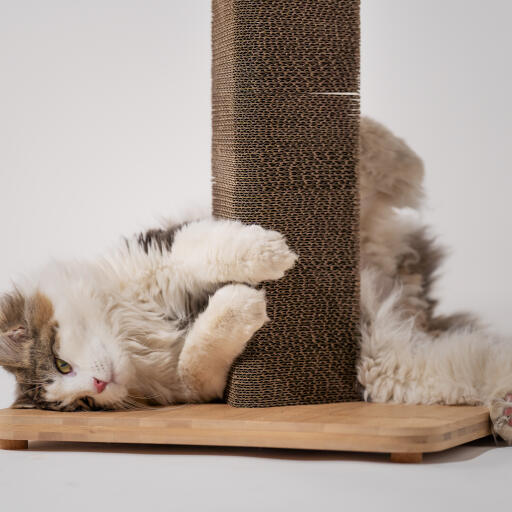 Flauschige katze, die sich um einen katzenkratzer aus pappe geschlungen hat