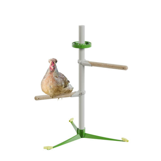 Ein Huhn auf dem freistehenden Hühnerstangensystem