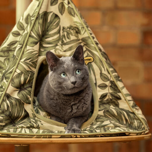 Katze, die aus einem Freestyle katzentipi herausschaut