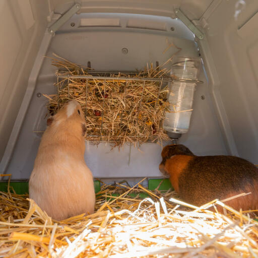 Meerschweinchen fressen heu aus der Eglu Go heuraufe.