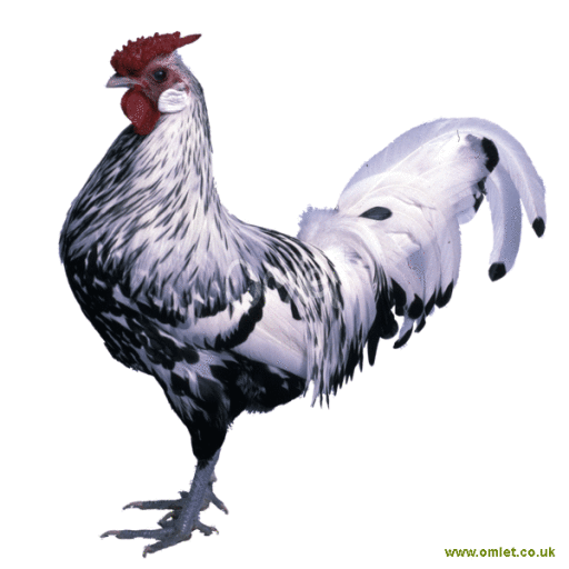 Silberglanzmännchen