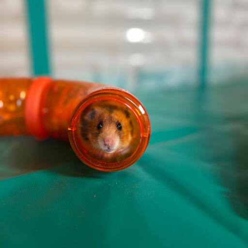 Omlet individuell gestaltbare hamstertunnel sind das perfekte spielzeug für einen laufstall