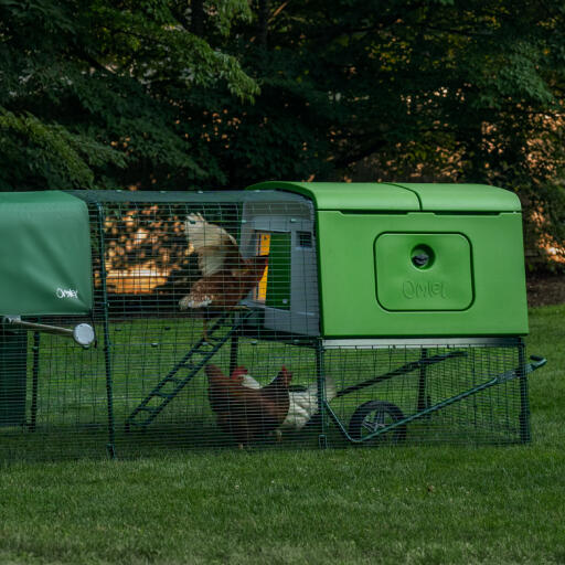 Hühner in einem auslauf im garten am frühen morgen