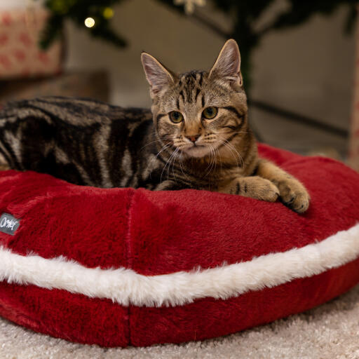 Kätzchen im weihnachtlichen Katzenbett von Omlet