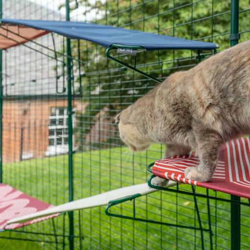 Katze klettert von rotem outdoor-katzenregal auf weißes outdoor-katzenregal in Omlet catio