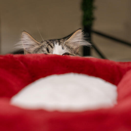 Das weihnachtliche Katzenbett