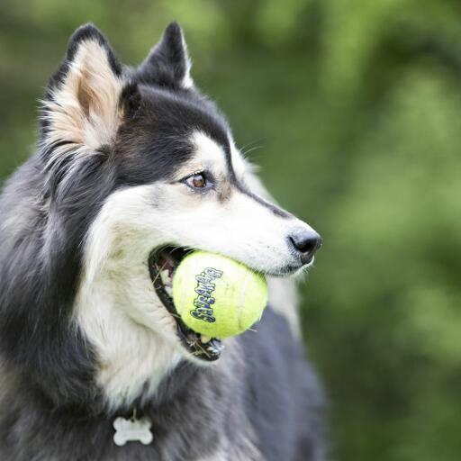 Hund spielt mit einem kong-tennisball