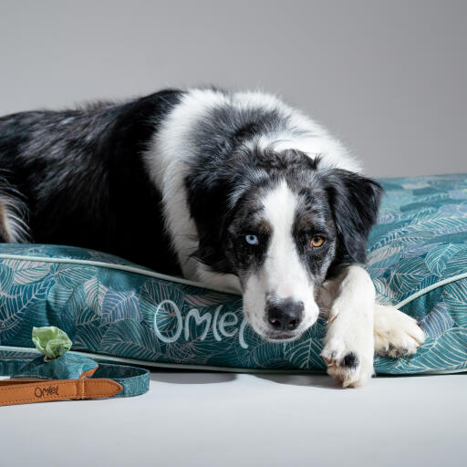 Hund ruht in einem großen kissen hundebett