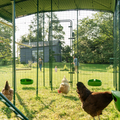 Hühner in einem begehbaren auslaufgehege mit futterstellen und sitzstangen, mit einer spielenden familie im hintergrund.