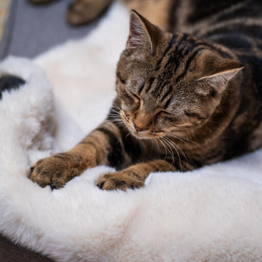 Luxury faux sheepskin katzendecke