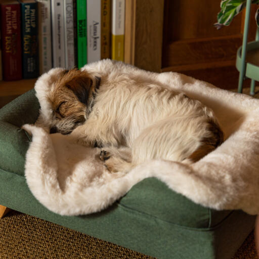 Luxury schafsfell hundedecke