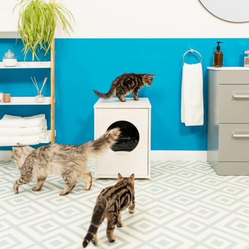 Katze auf Maya katzenklo-möbel und zwei katzen, die um sie herumlaufen