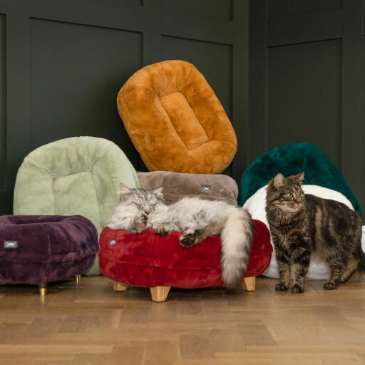Katzen schlafen auf brandneuen farben Omlet Maya donut-katzenbetten