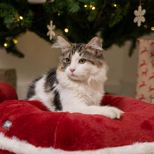 Ein Kätzchen im weihnachtlichen Katzenbett von Omlet