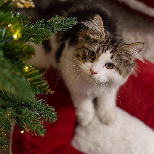 Ein Kätzchen im weihnachtlichen Katzenbett von Omlet