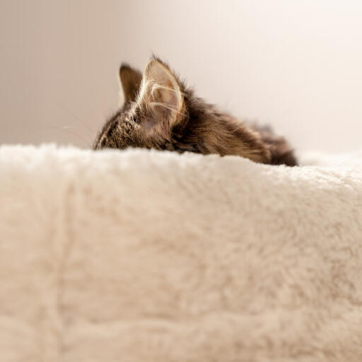 Katzen und Kätzchen schlafen bis zu 80 % des Tages. Sorgen Sie dafür, dass sie einen bequemen Platz zum Entspannen haben, wie das Maya Donut Katzennest.
