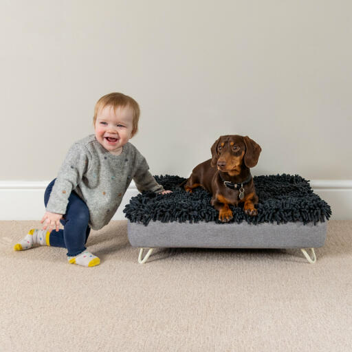 Ein Dackel auf dem waschbaren Hundebett neben einem lachenden Kleinkind