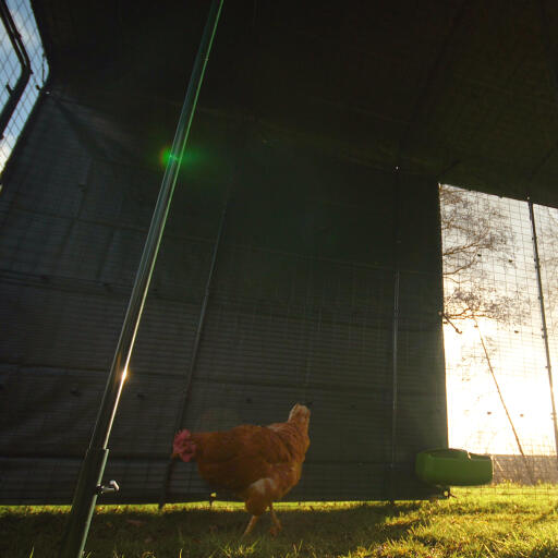 Ein huhn in seinem begehbaren auslauf mit strapazierfähiger abdeckung