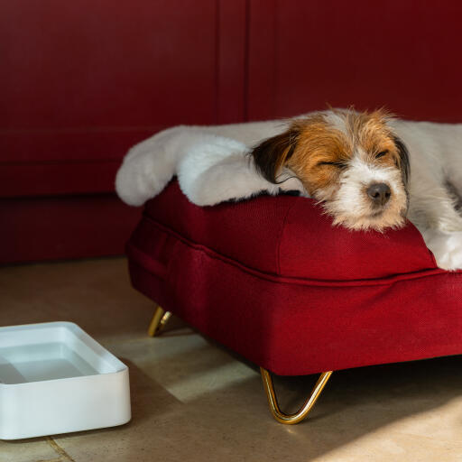 Hund schläft auf seinem nackenrollen-hundebett