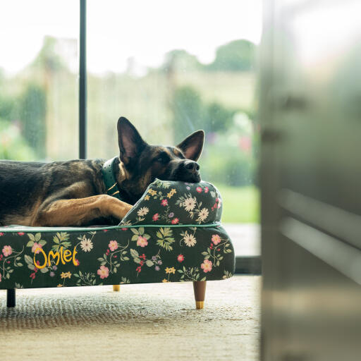 Ein deutscher schäferhund ruht sich im mitternachtswiesen-nackenrollen-hundebett aus