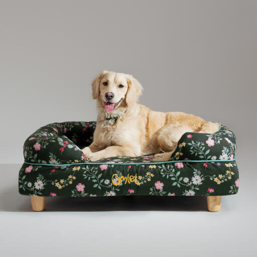 Ein miniatur Golden retriever ruht sich im mitternachtswiese nackenhundebett aus