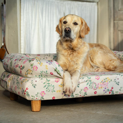 Ein Golden retriever ruht sich auf der morgenwiese aus