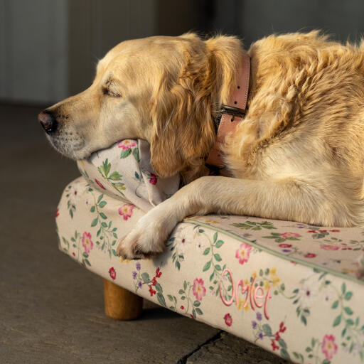 Ein Golden Retriever schläft auf dem Hundesofa mit dem Motiv 