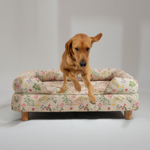 Ein retriever, der von der morgenwiese aus dem hundebett springt