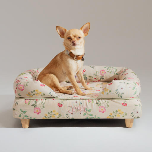 Ein chihuahua saß oben auf dem memory foam nackenrolle bett morgenwiese