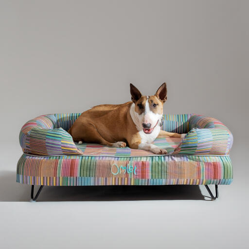 Ein bullterrier, der auf dem elektrischen hundebett pawsteps ruht