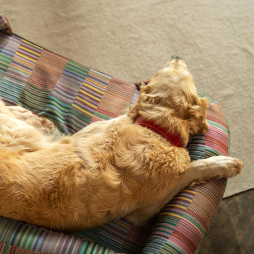 Ein Golden retriever, der auf der elektrischen hundeliege von pawsteps ruht