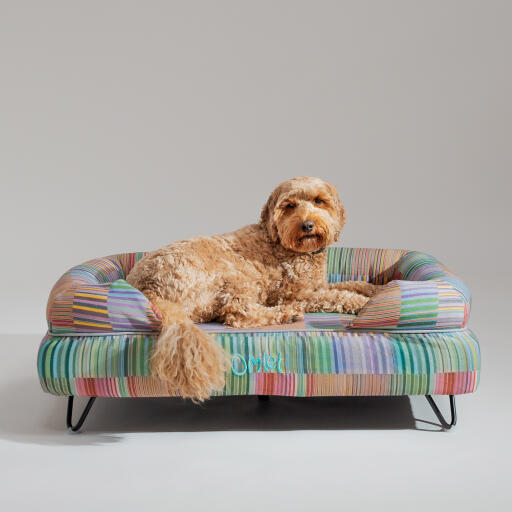 Ein Goldendoodle, der auf dem elektrischen hundebett von pawsteps ruht
