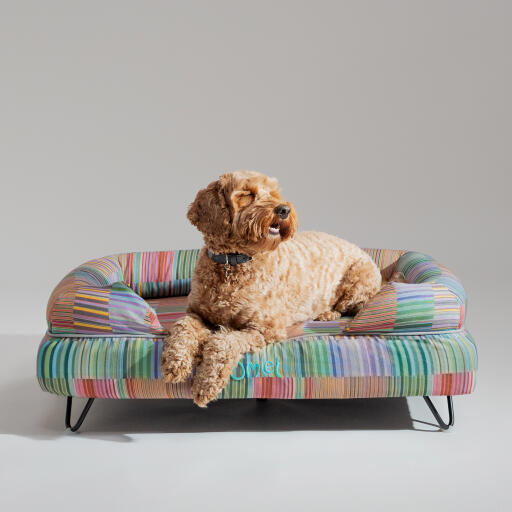 Ein Goldendoodle, der auf dem elektrischen hundebett von pawsteps ruht
